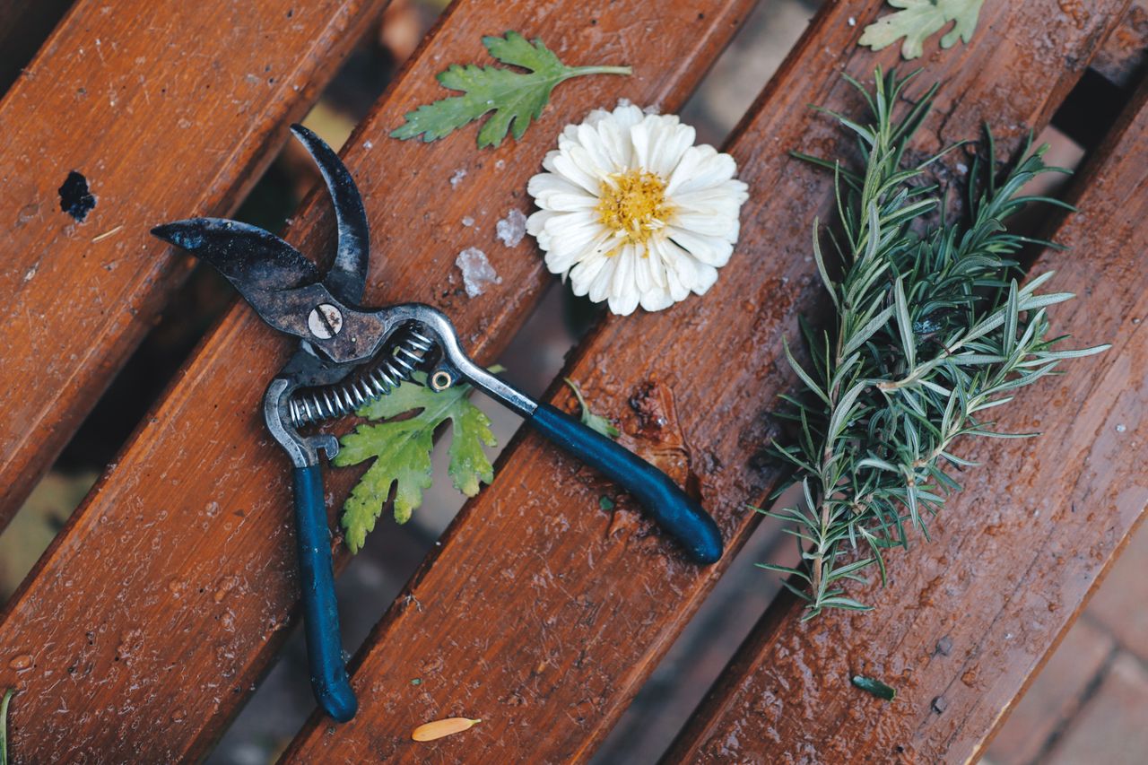 home-hero Overhead view of garden pruner, white flower, and rosemary on a wooden bench.