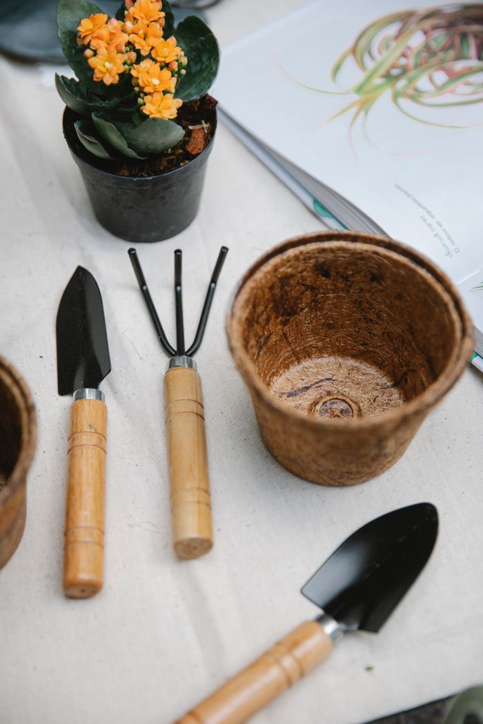 get-in-touch From above of shovel and hoe placed near succulent and peat pot in garden